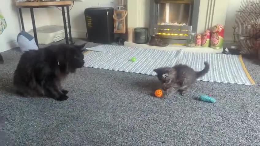 Maine Coon cats for sale: Mainecoon female 'lily' looking for family home 🏡 - Video 1