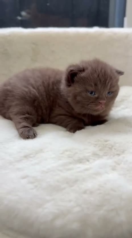 British Shorthair cats for sale: Cinnamon BSH Kittens – 3 Boys  - Video 2