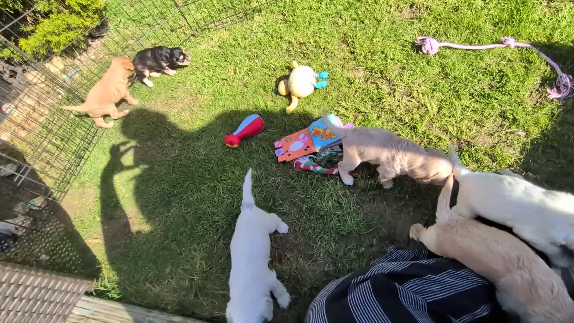 Cockapoo dogs for sale: Cockapoo pups  - Video 1