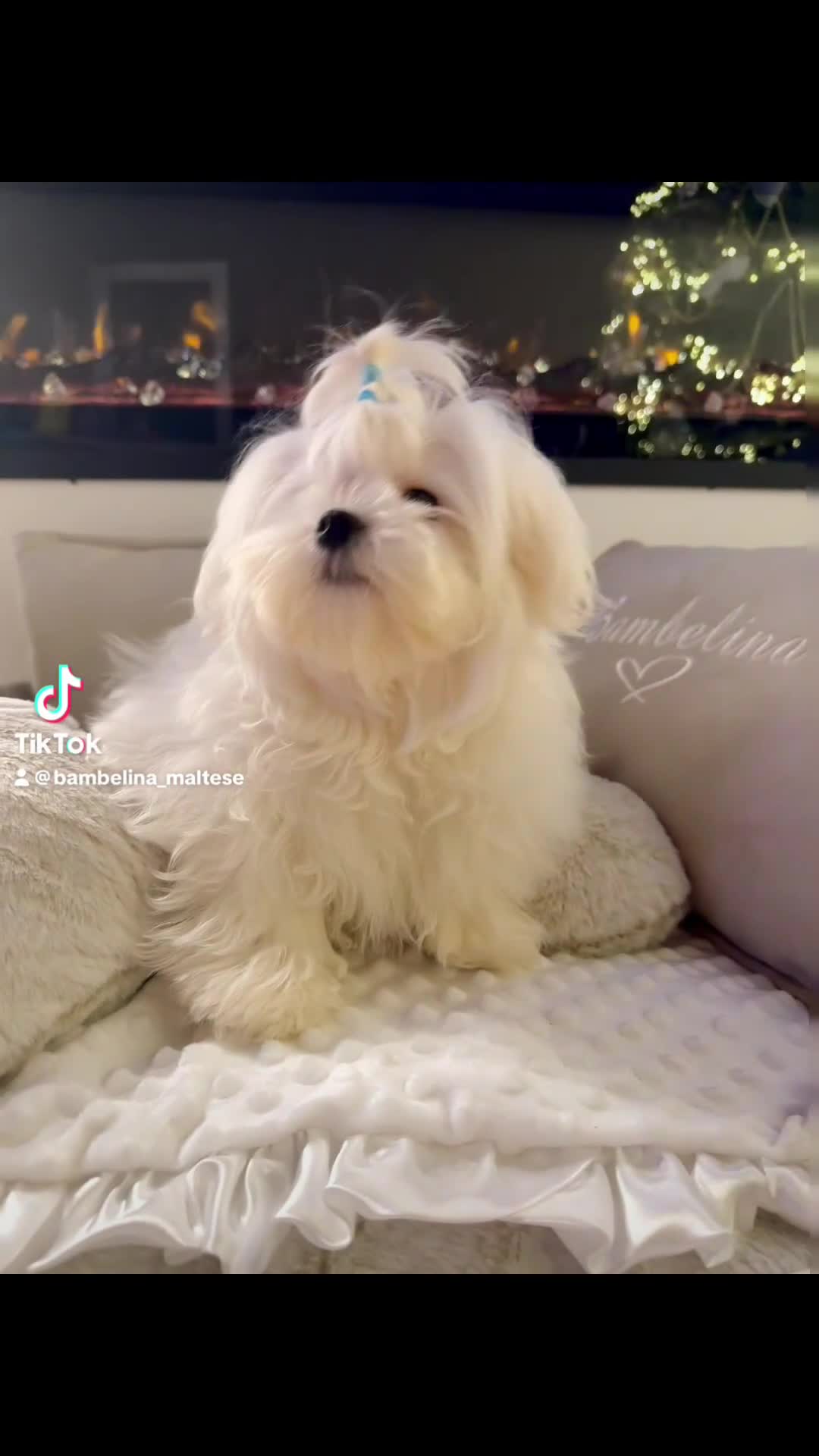 Maltese dogs for sale: Beautiful 6 month old Maltese Puppy Ready Now - Video 2