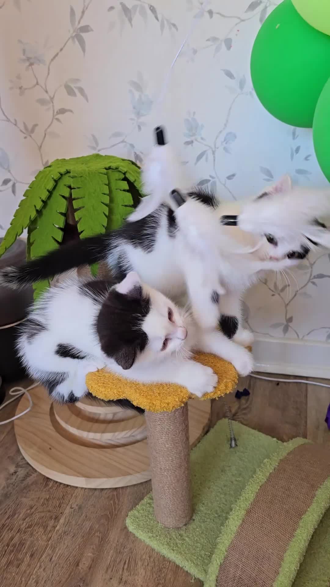 Mixed Breed cats for sale: British shorthair cross Kittens  - Video 1