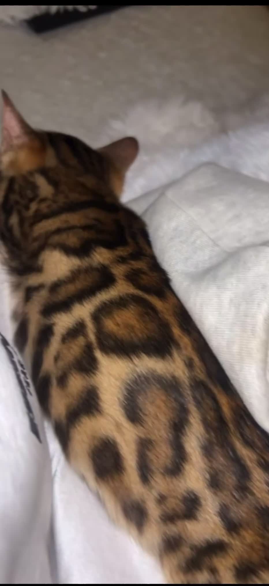 Bengal cats for sale: Beautiful bengal  in Manchester - Video 1