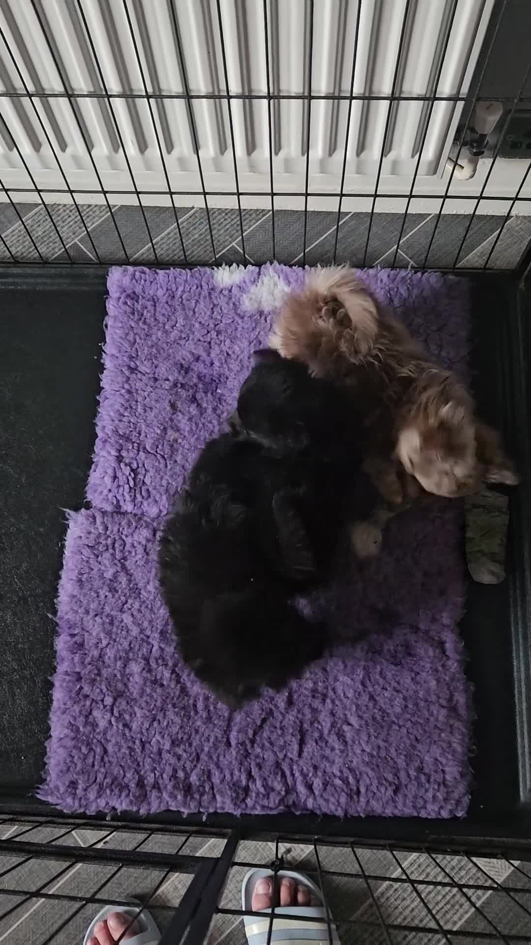 Pomchi dogs for sale: Beautiful Pomchi's–2 Left 🐾 Ready Now - Video 1