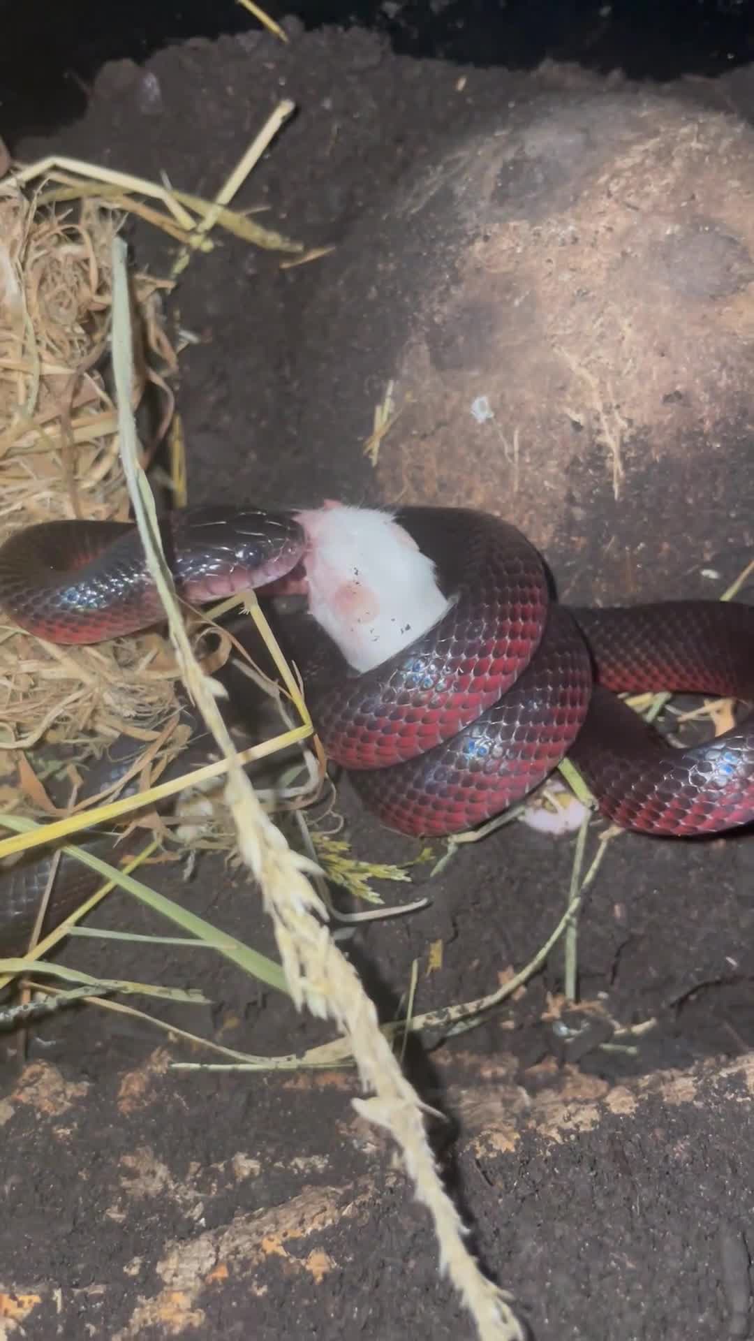 Snake reptiles for sale: Musurana bicolor  in Solihull - Video 1