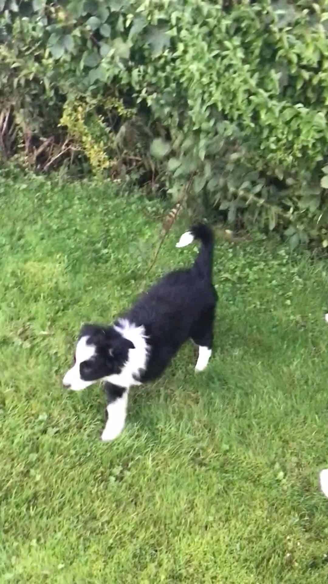 Border Collie dogs for sale: Border collie pups for sale - Video 2