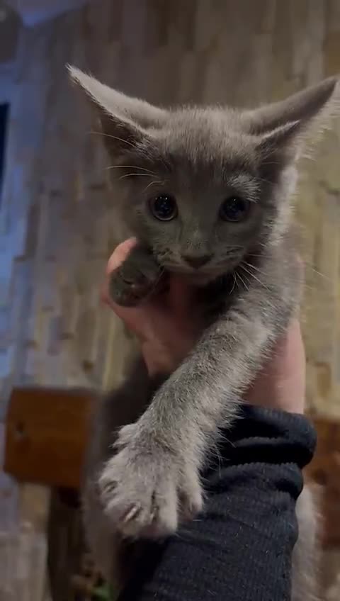 Oriental cats for sale: Two solid Blue Oriental mix girls - Video 1