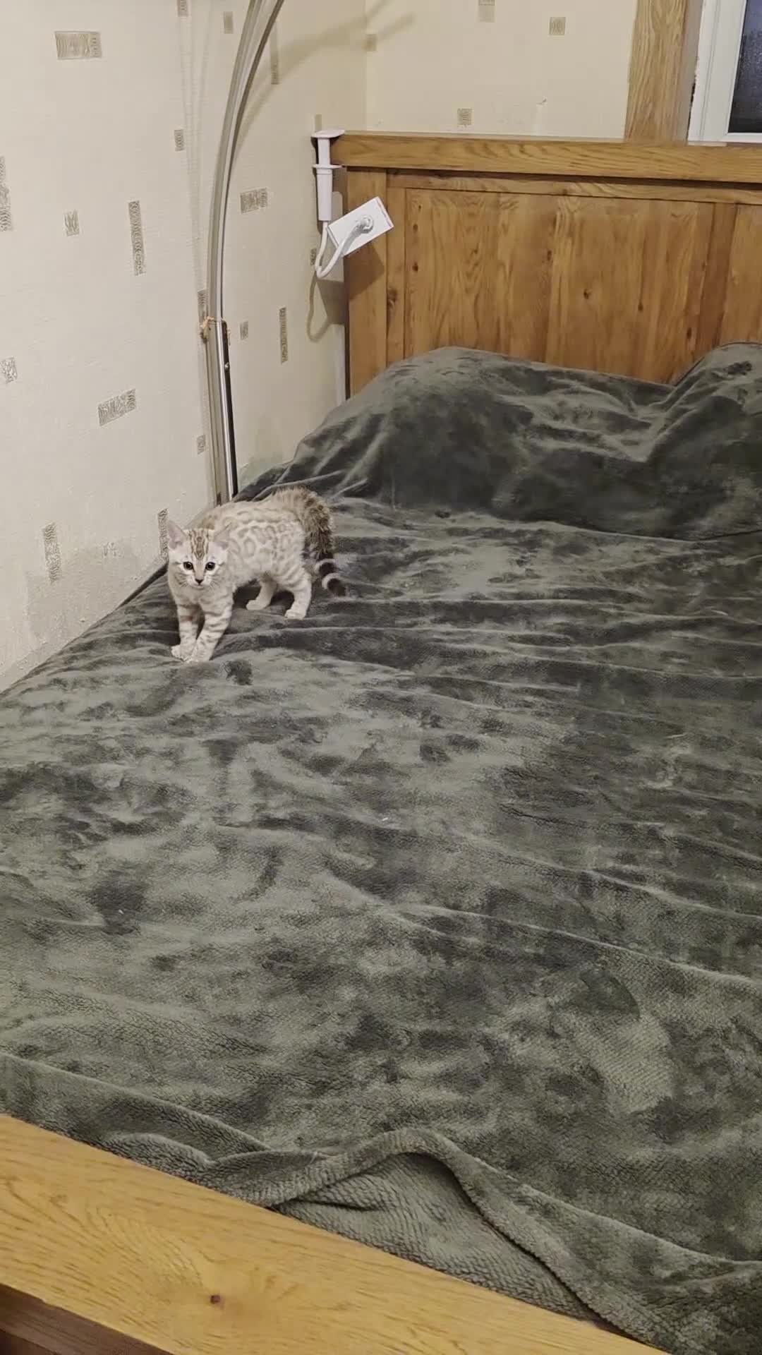 Bengal cats for sale: Beautiful 🐾 5 BENGALPARADISE 🐾 Kittens - Video 2