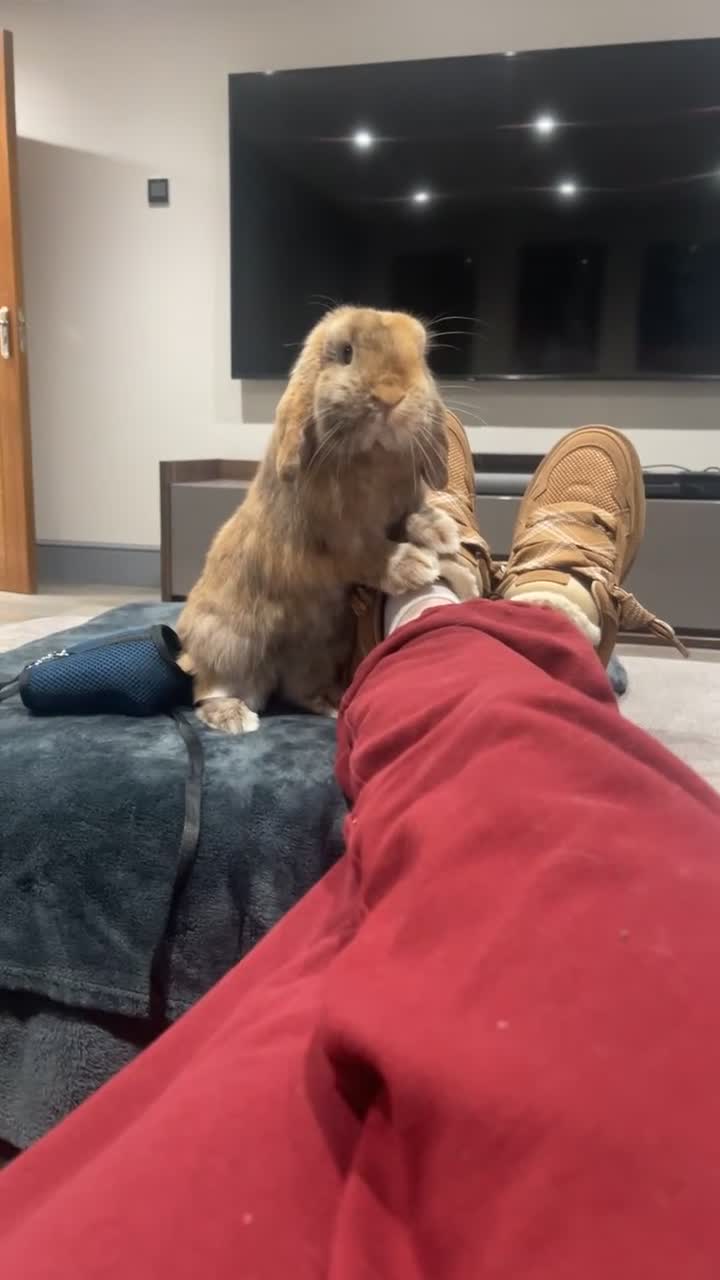 Mini Lop rabbits for sale: Mini lop rabbit  - Video 2