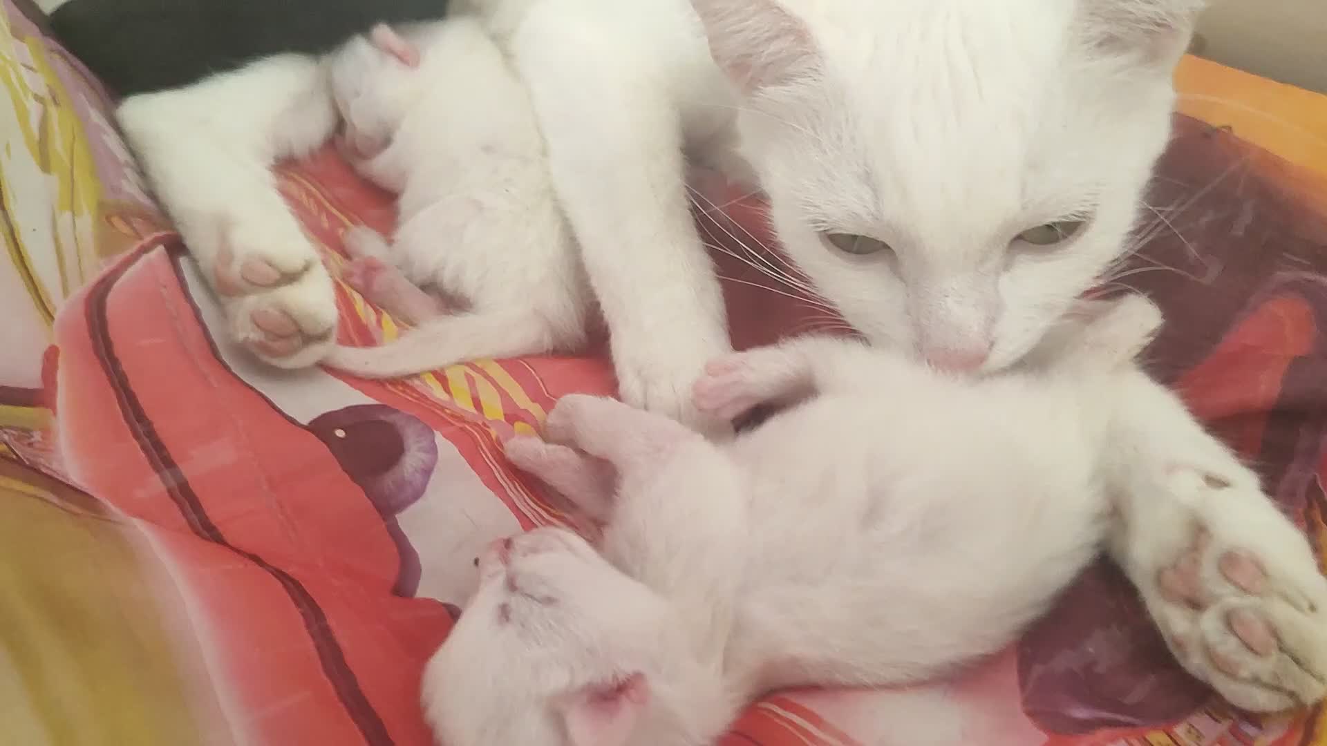 Siberian cats for sale: 4 kittens for sale 💖😺 - Video 1