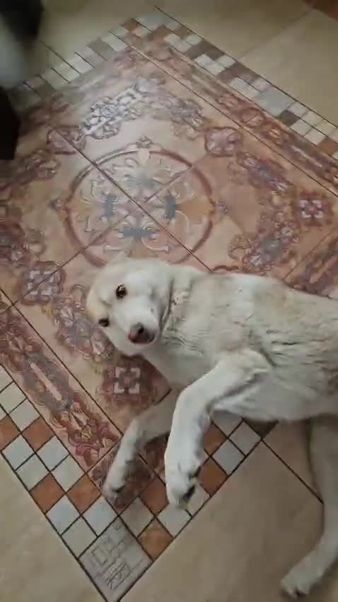 Siberian Husky dogs for adoption: 🐾 LUNA – Female Husky 🐾 in West Malling - Video 1