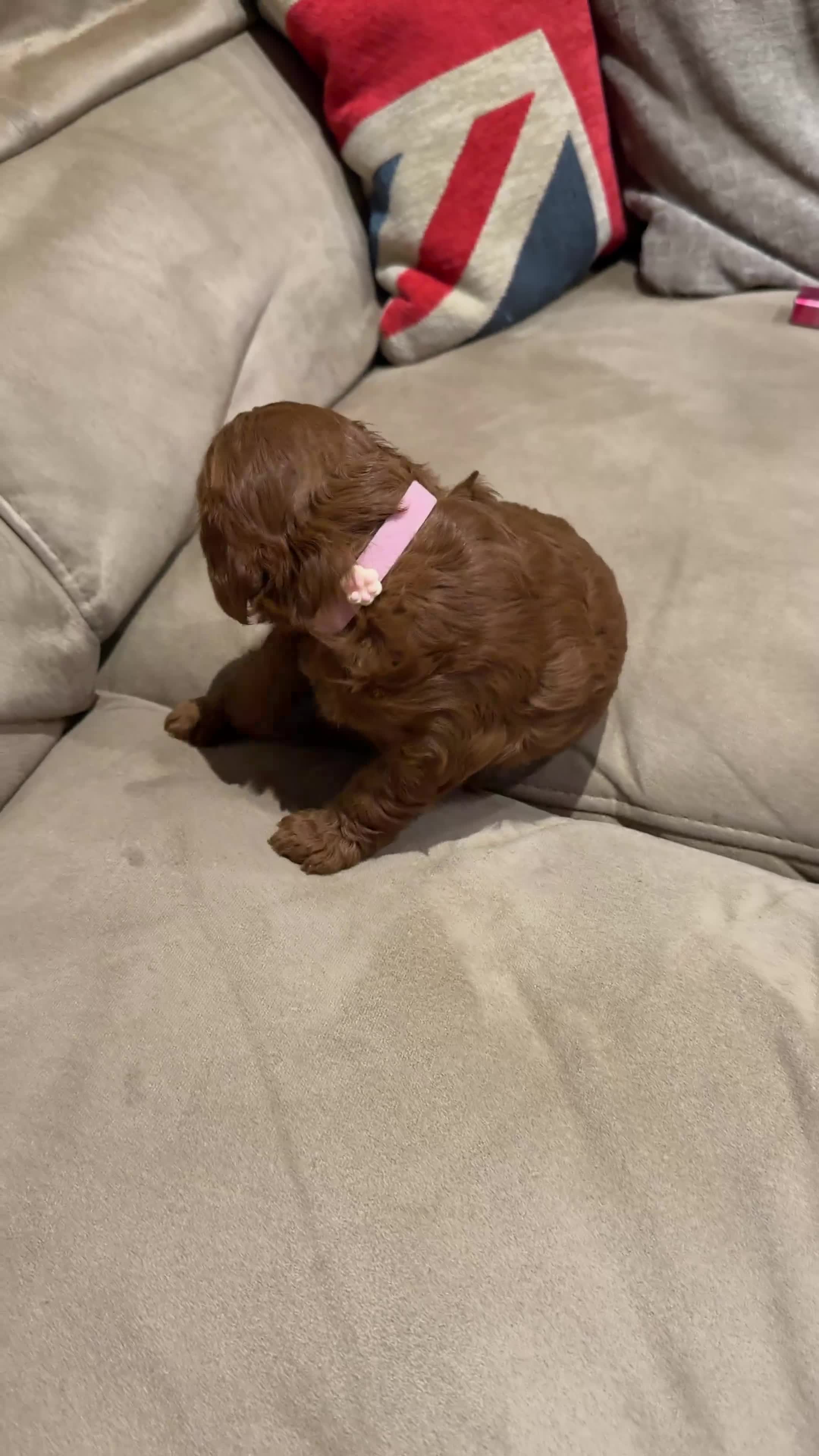 Cavapoo dogs for sale: Cavapoo puppies for sale  - Video 1