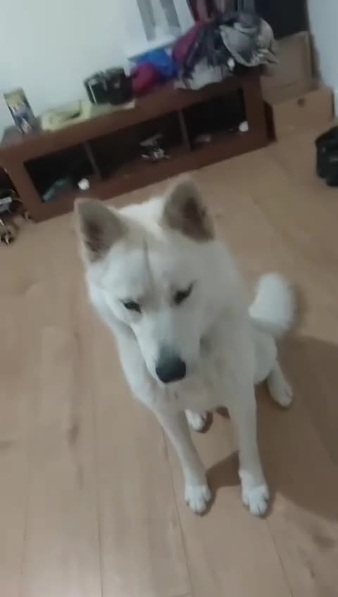 Mixed Breed dogs for sale: Nova  in Nottingham - Video 1
