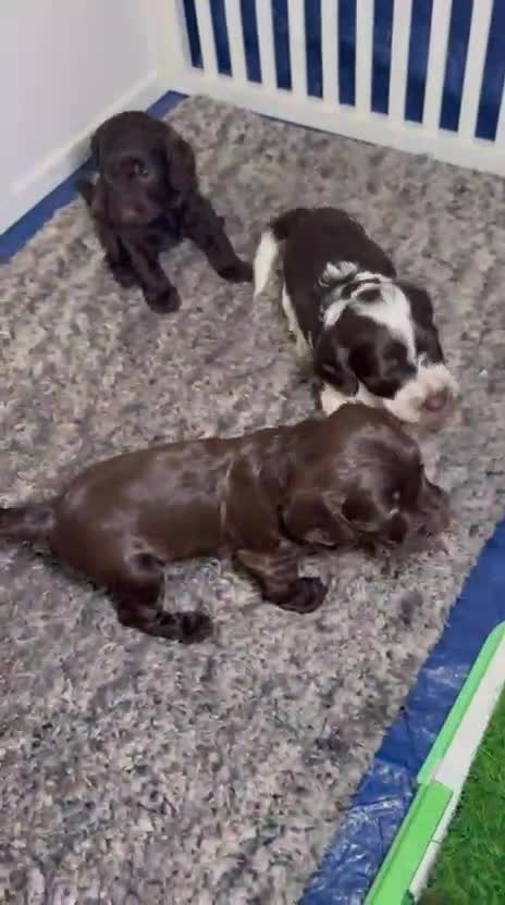 Cockapoo dogs for sale: Ready to leave Minature F1 PRA clear cockapoo pups - Video 1