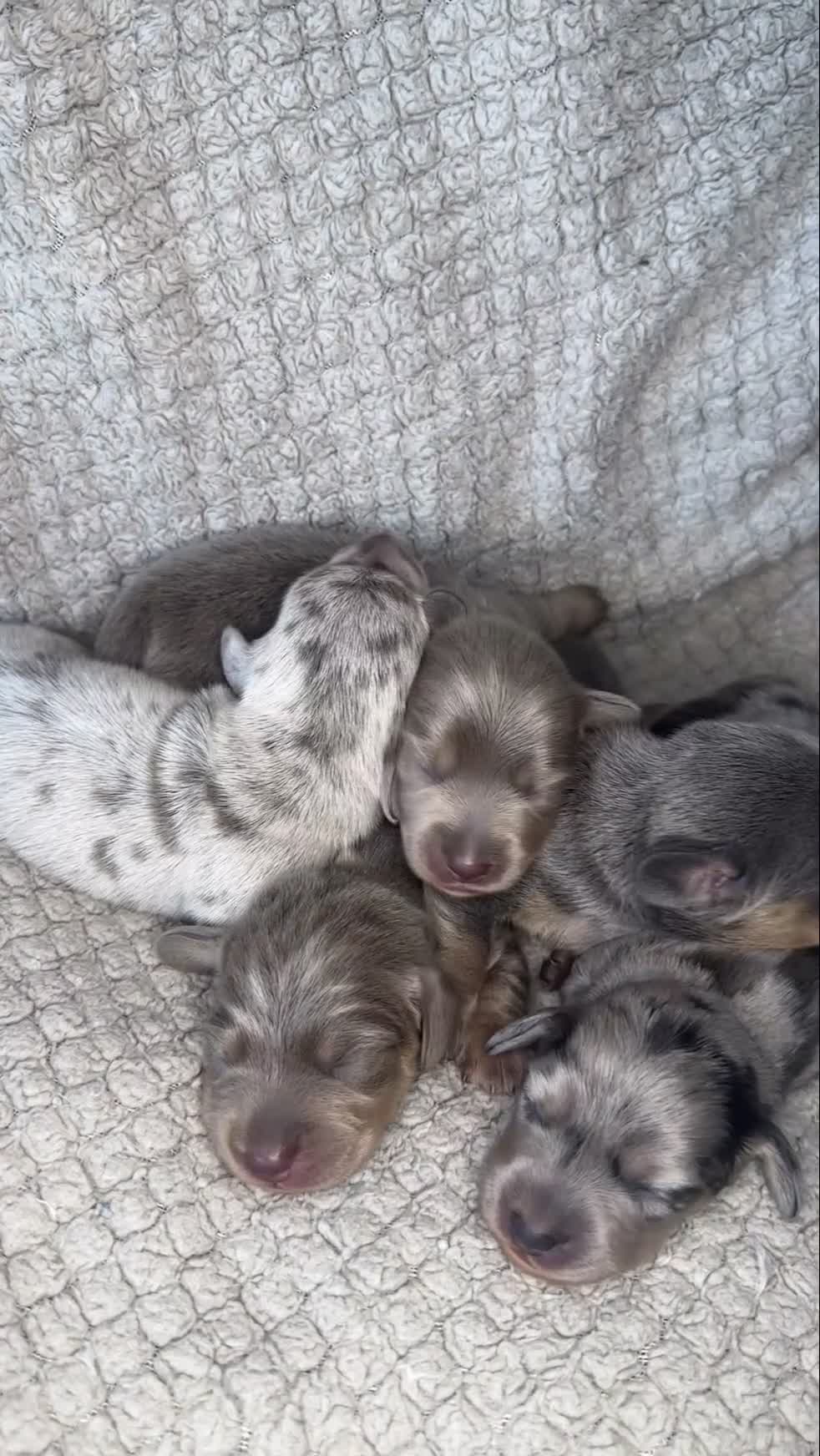 Miniature Dachshund dogs for sale: KC Blue & Lilac & Cream & Longhair MiniDachshund🤍 - Video 1