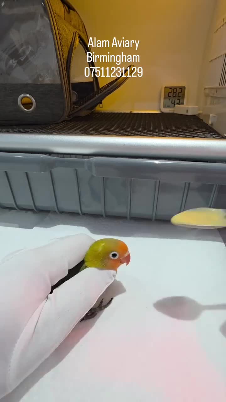 Lovebirds birds for sale: Hand Tame Lovebird various Mutations - Video 4