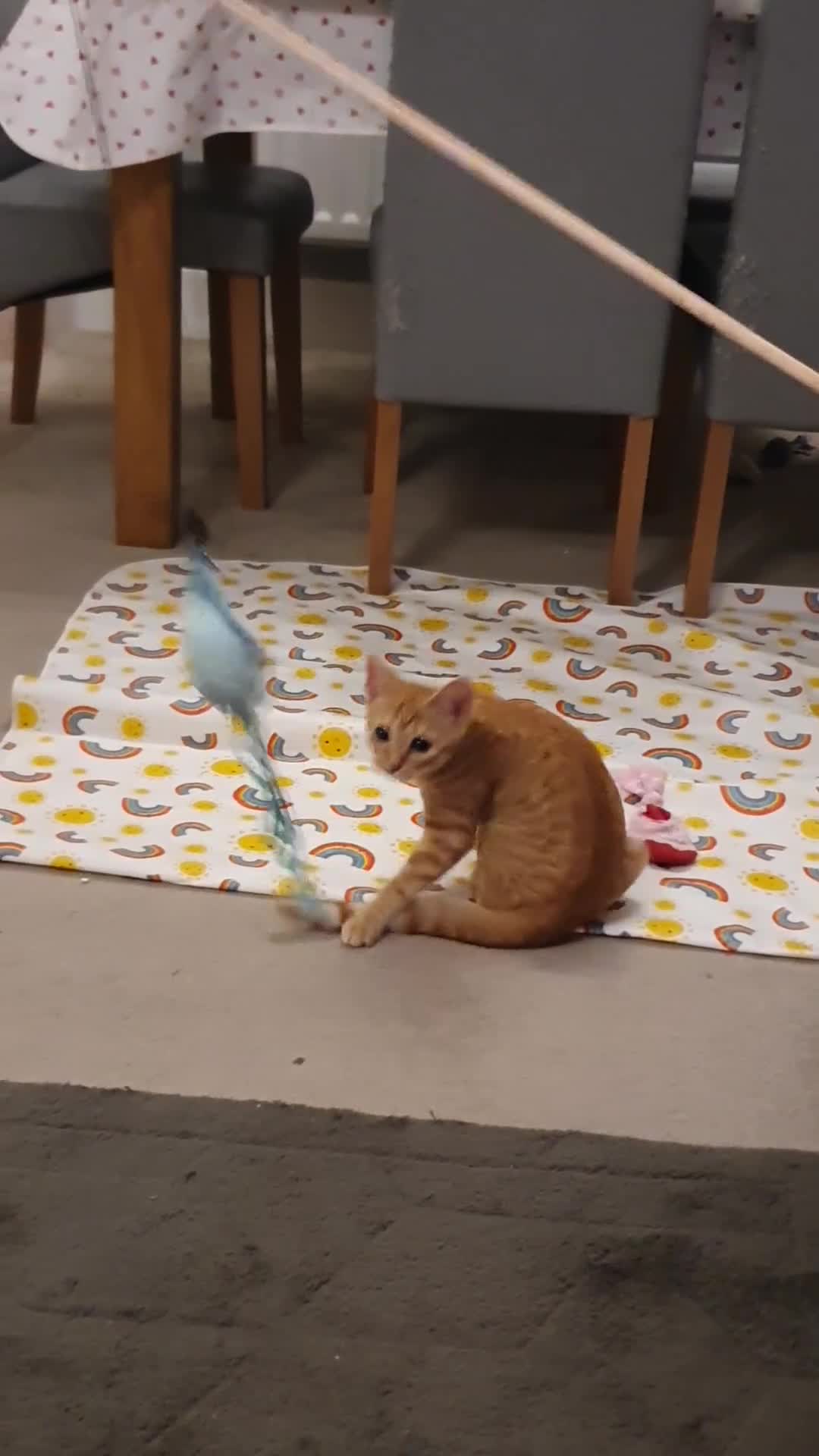 Mixed Breed cats for sale: Gorgeous ginger girl  - Video 1