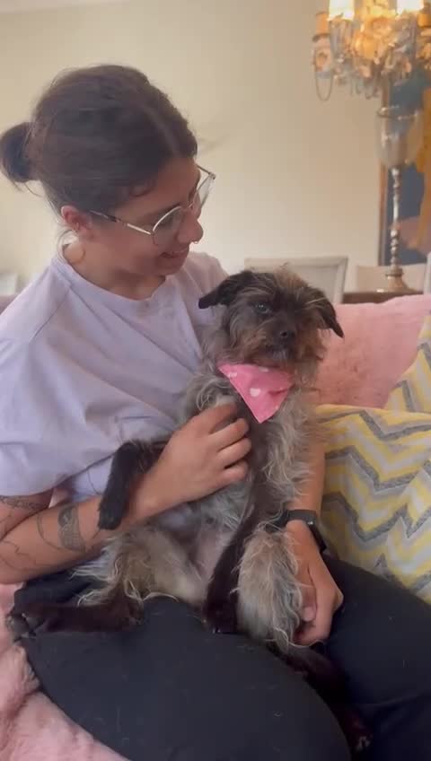 Mixed Breed dogs for adoption: Katinka - Video 1