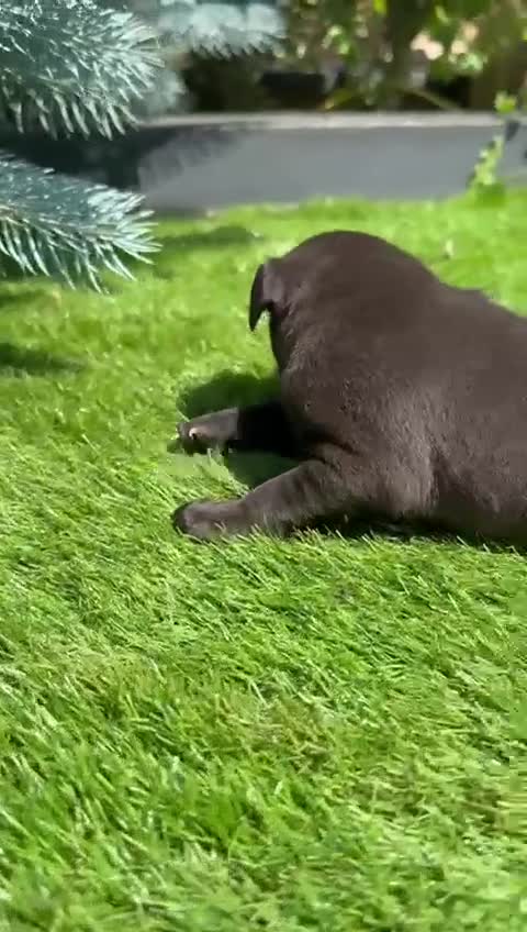 Staffordshire Bull Terrier dogs for sale: Staffordshire bull terrier puppies - Video 5