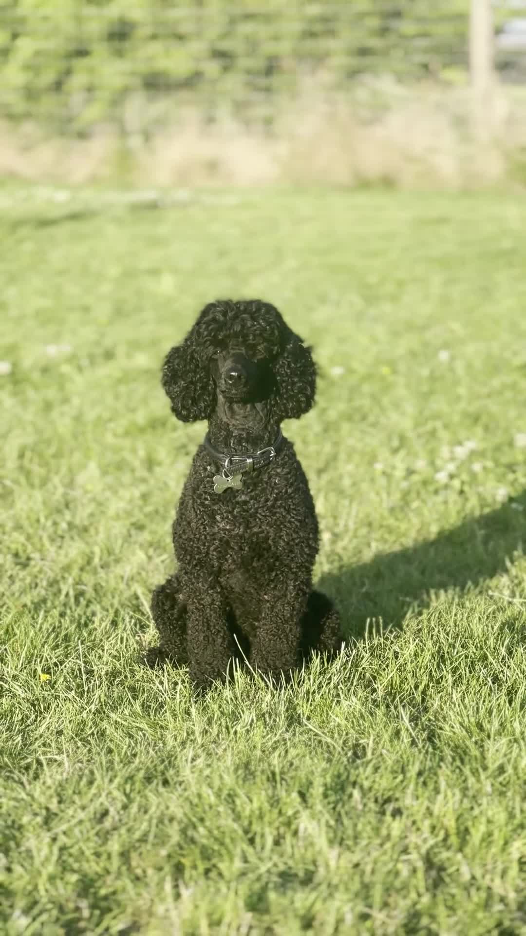 Miniature Poodle dogs for sale: Exquisite quality Min Poodles due August - Video 2