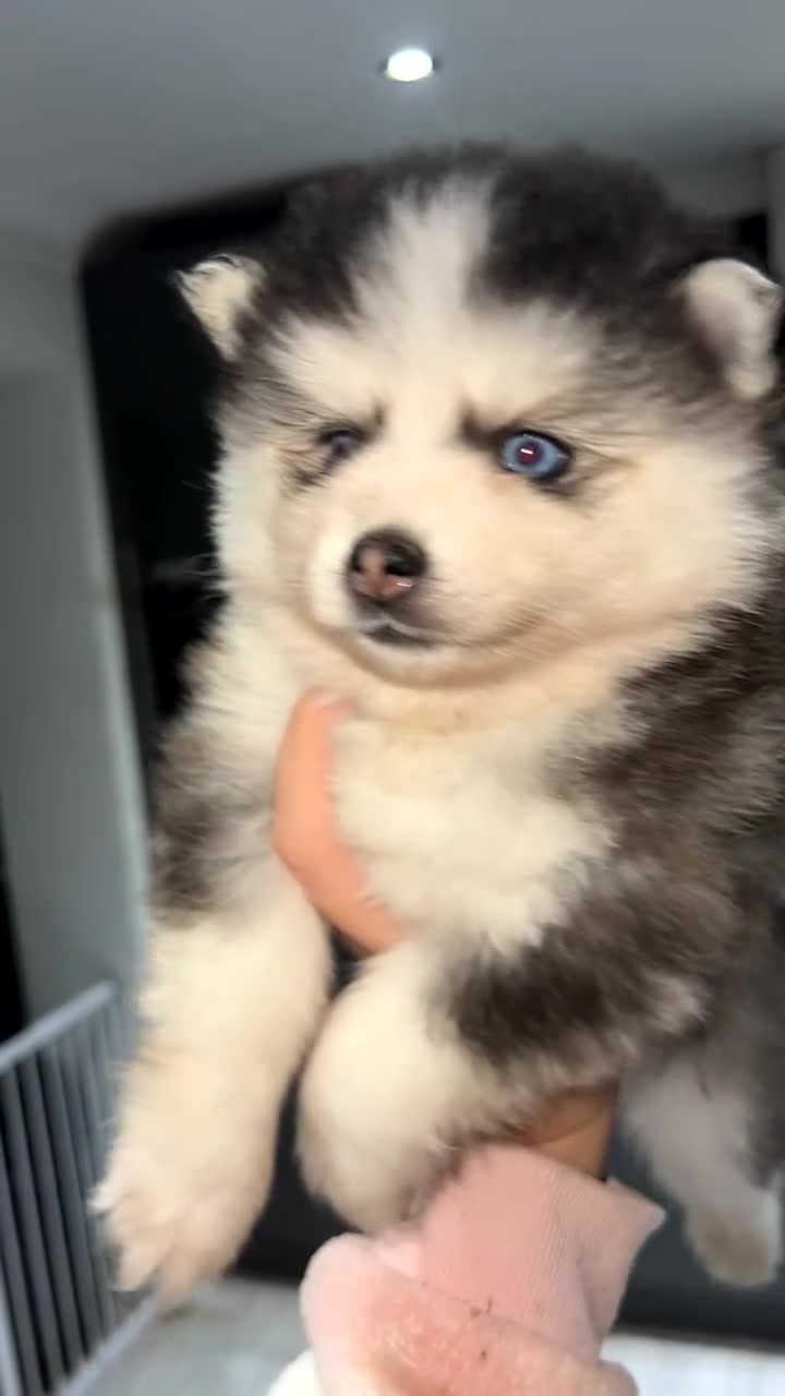Pomsky dogs for sale: F4 Toy Pomsky Puppies - Video 3