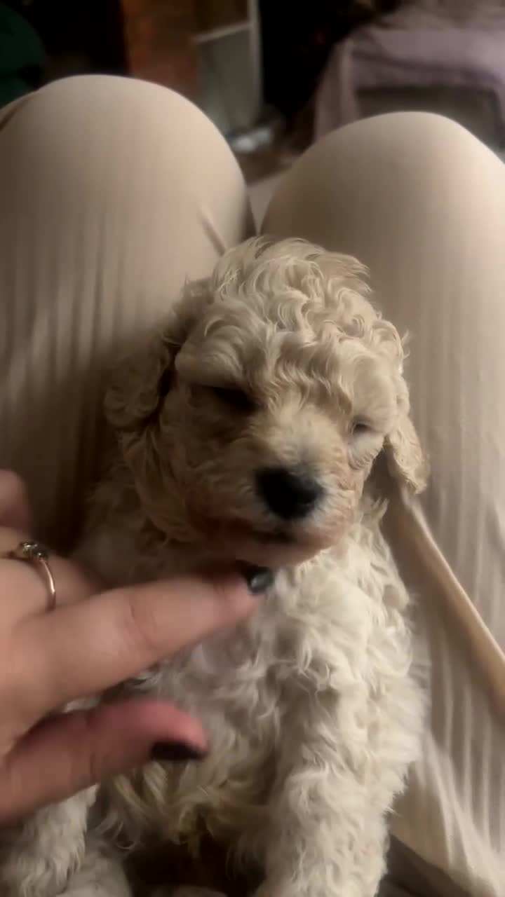 Cavapoochon dogs for sale: Cavapoochon - Video 1