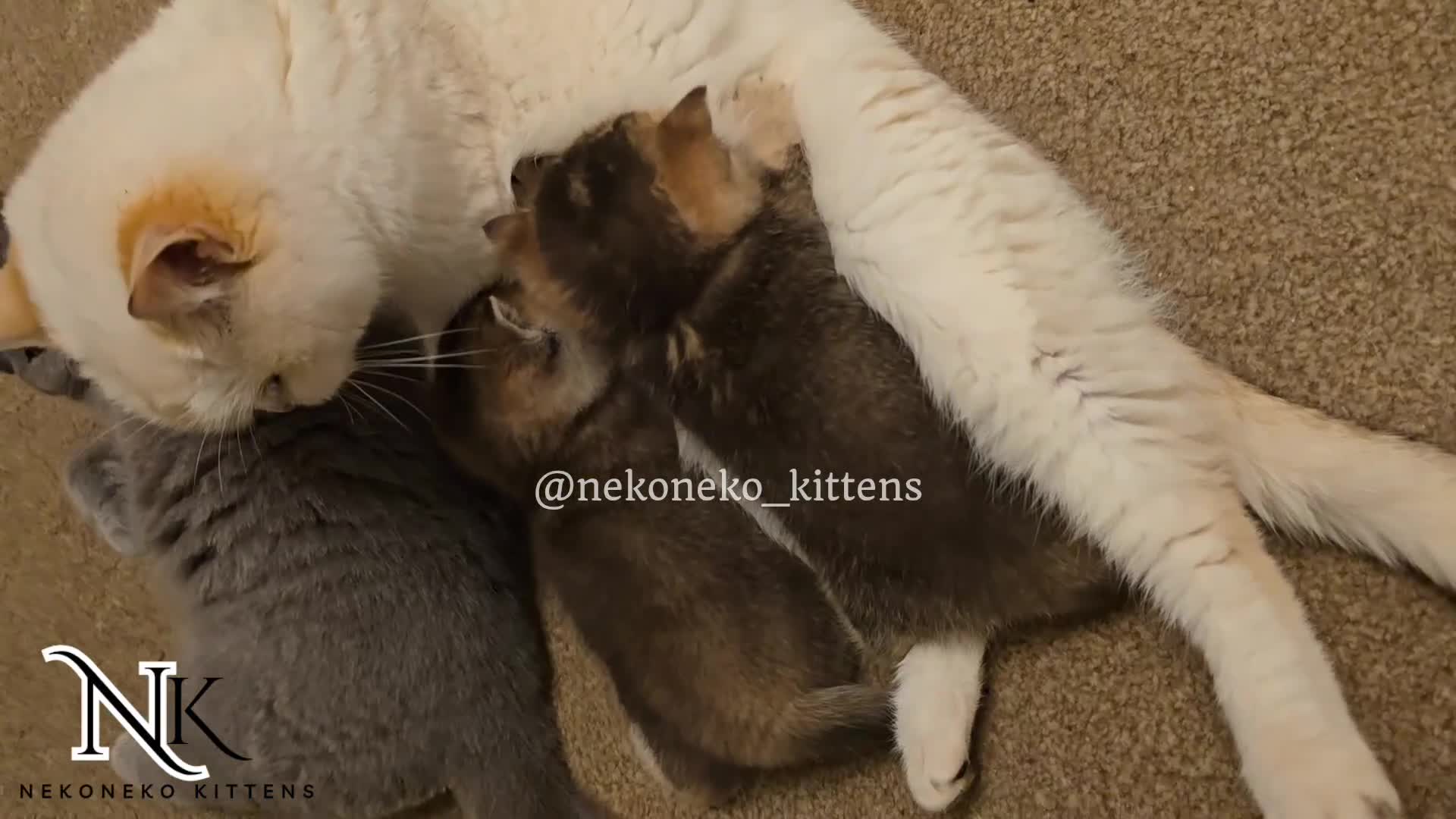 British Shorthair cats for sale: GCCF REGISTERED BSH TEDDY'S 🐻 🧸  - Video 1