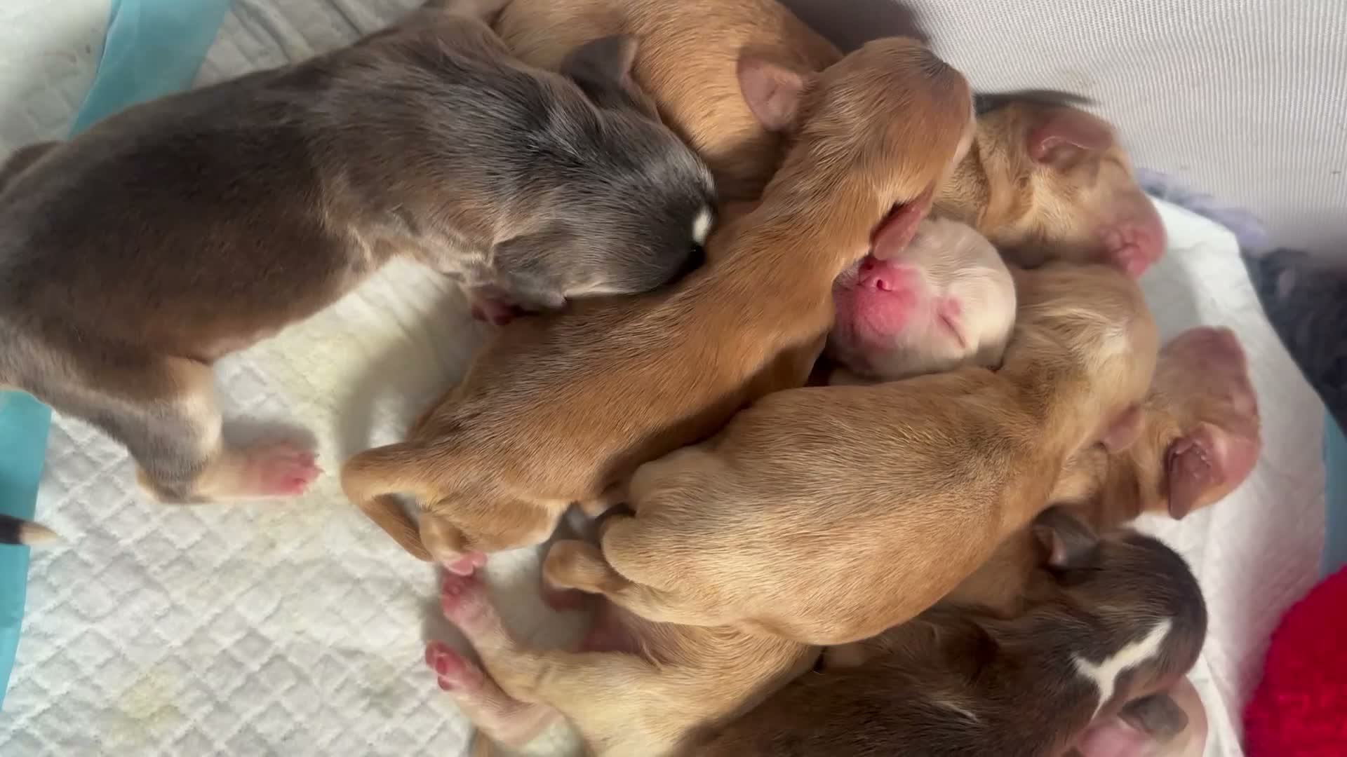 Cocker Spaniel dogs for sale: KC REGISTERED SHOW COCKER SPANIELS  - Video 3