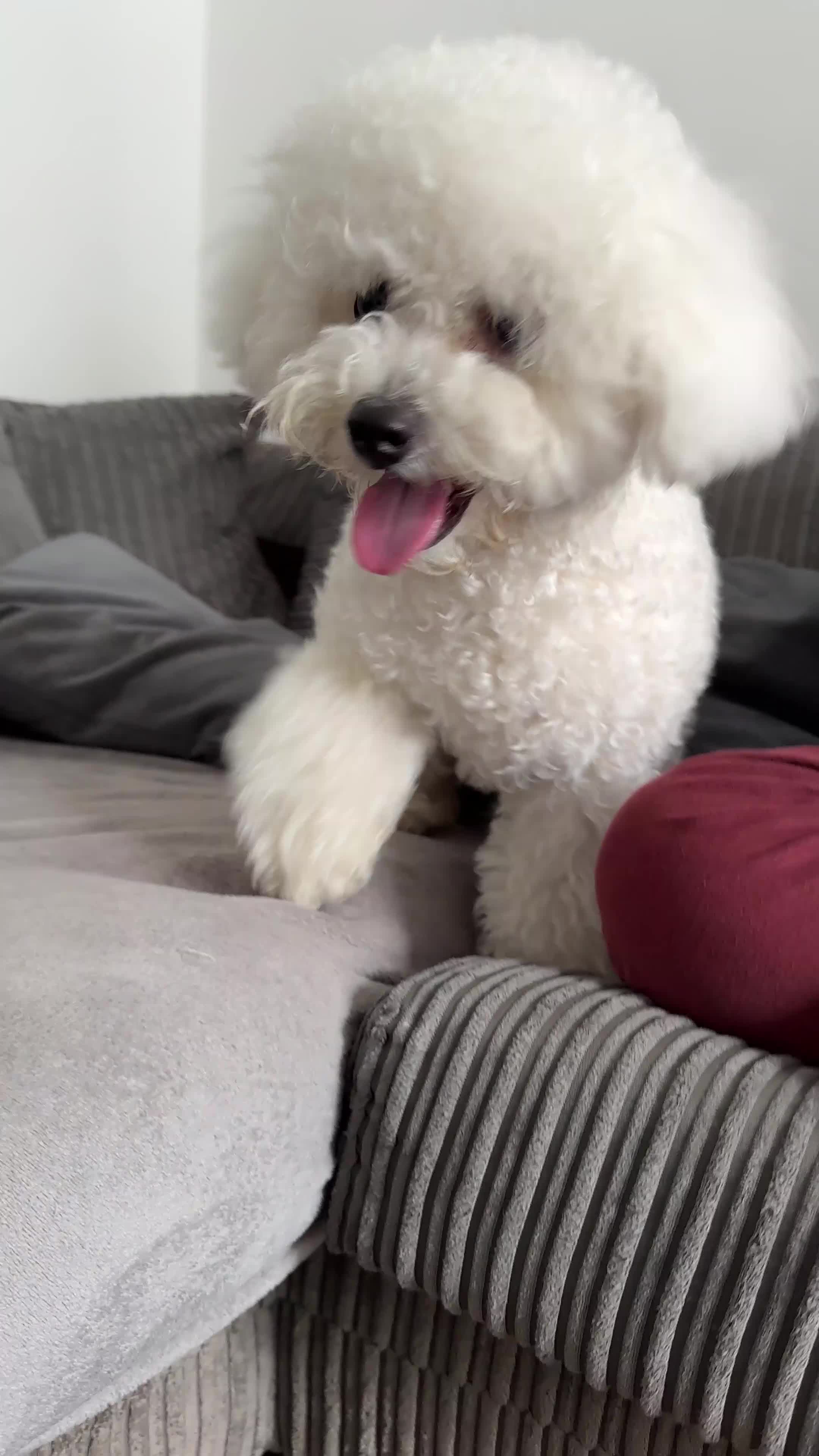 Bichon Frise dogs for sale: Beautiful Bichon Frise for rehoming - Video 1