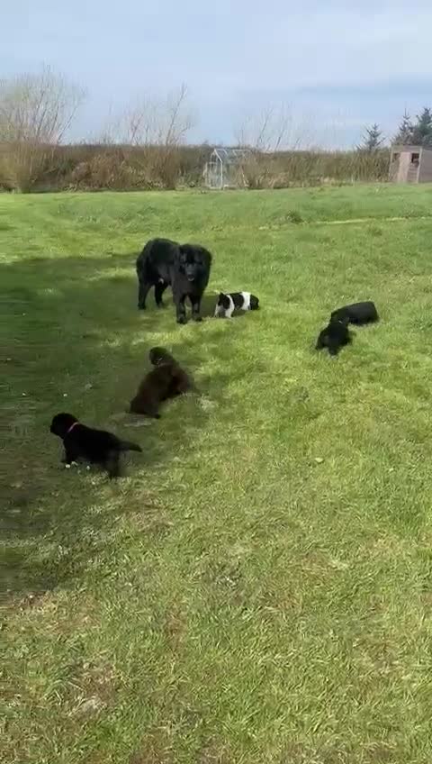 Newfoundland dogs for sale: Newfoundland pups - champion line  - Video 1