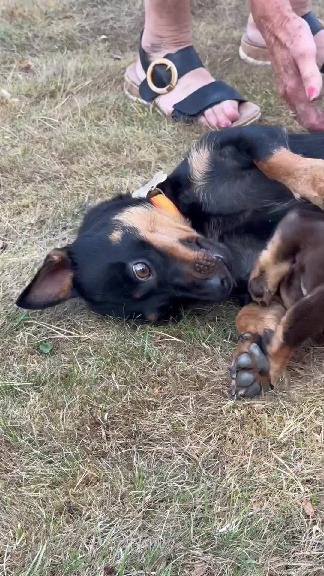 Lancashire Heeler dogs for sale: 6 Pedigree Lancashire Heeler Dogs for sale. - Video 1