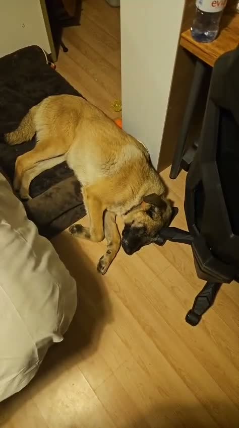 Mixed Breed dogs for adoption: 💛🐾 MILO, A LOVING BOY - FOR A NEW BEGINNING 🐾💛 - Video 1