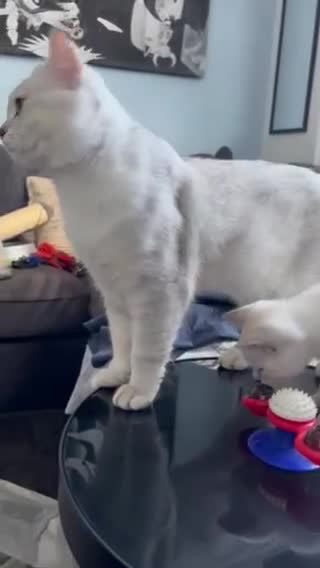 British Shorthair cats for sale: Beautiful British Shorthair Kittens... - Video 2