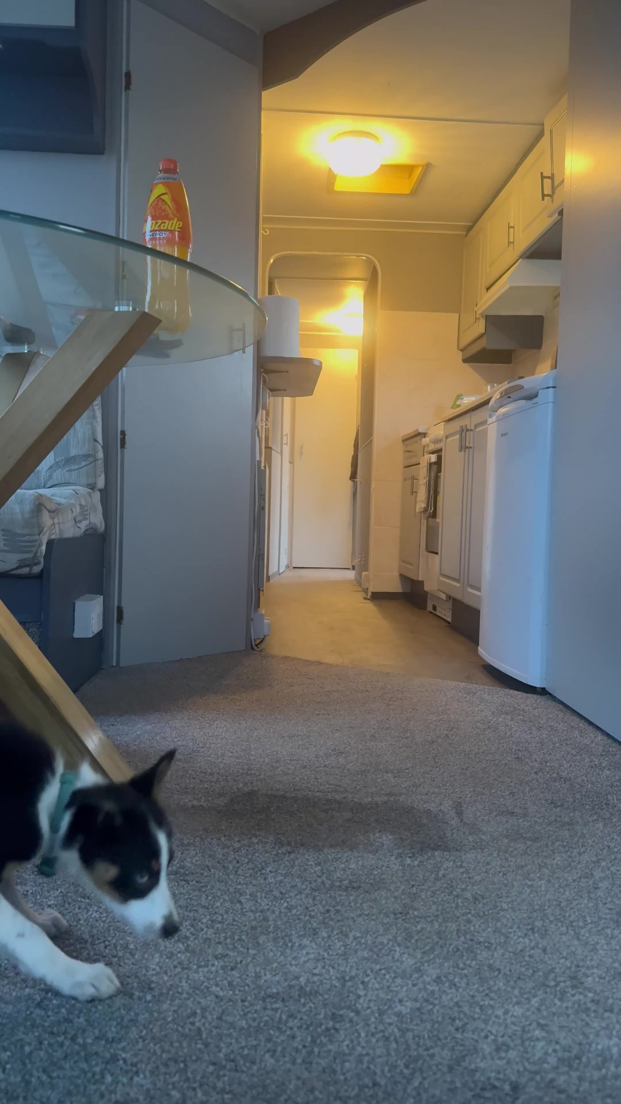 Border Collie dogs for sale: Skye. Blue eyed Border Collie.  - Video 3