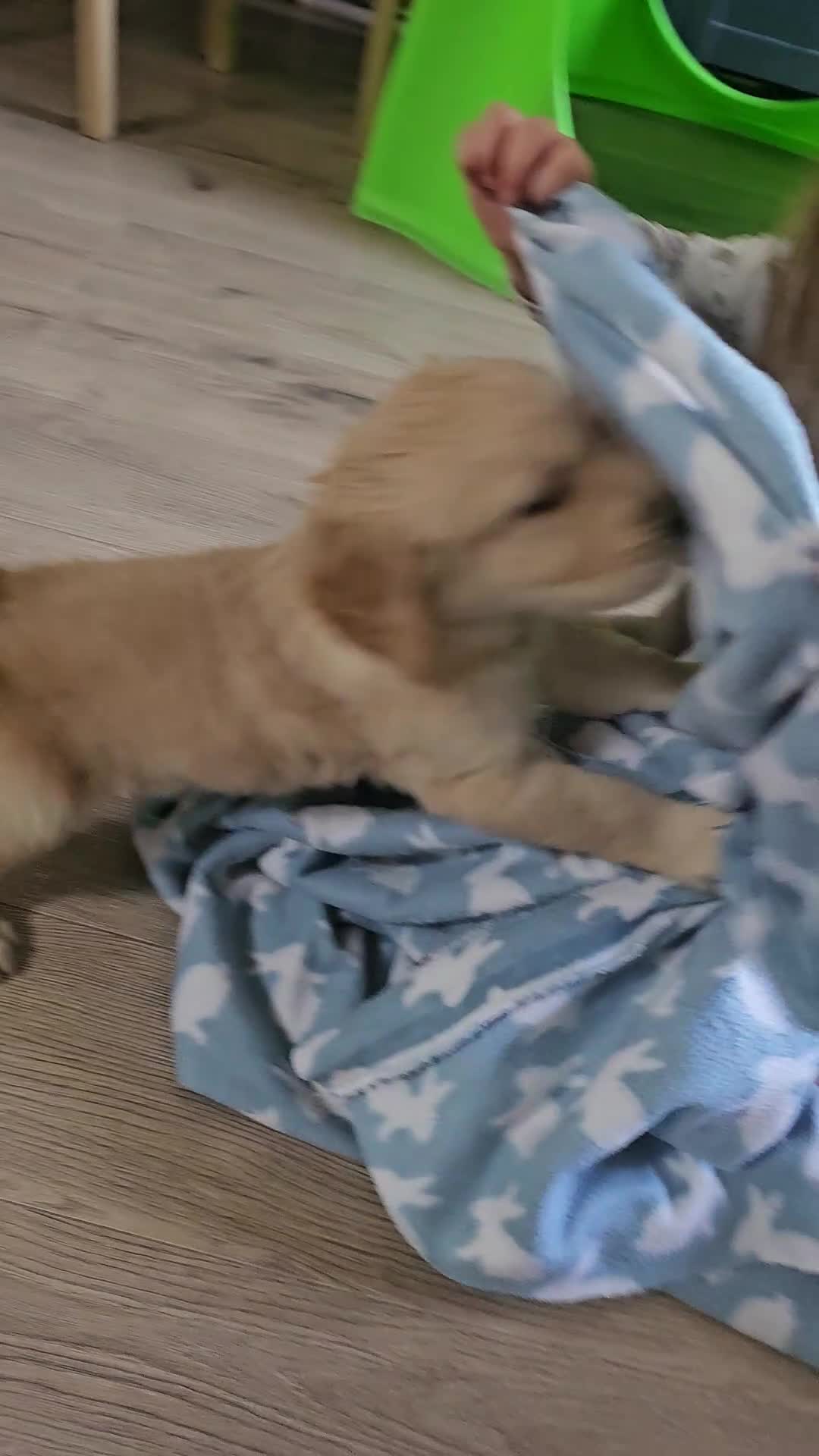 Golden Retriever dogs for sale: ✨Beautiful Golden Retrievers puppies! ✨ - Video 1