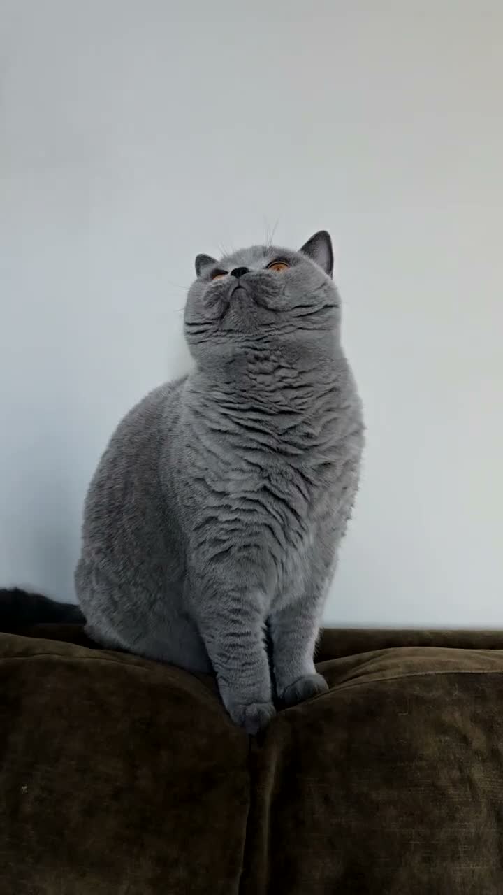 British Shorthair cats for sale: British shorthair  - Video 2