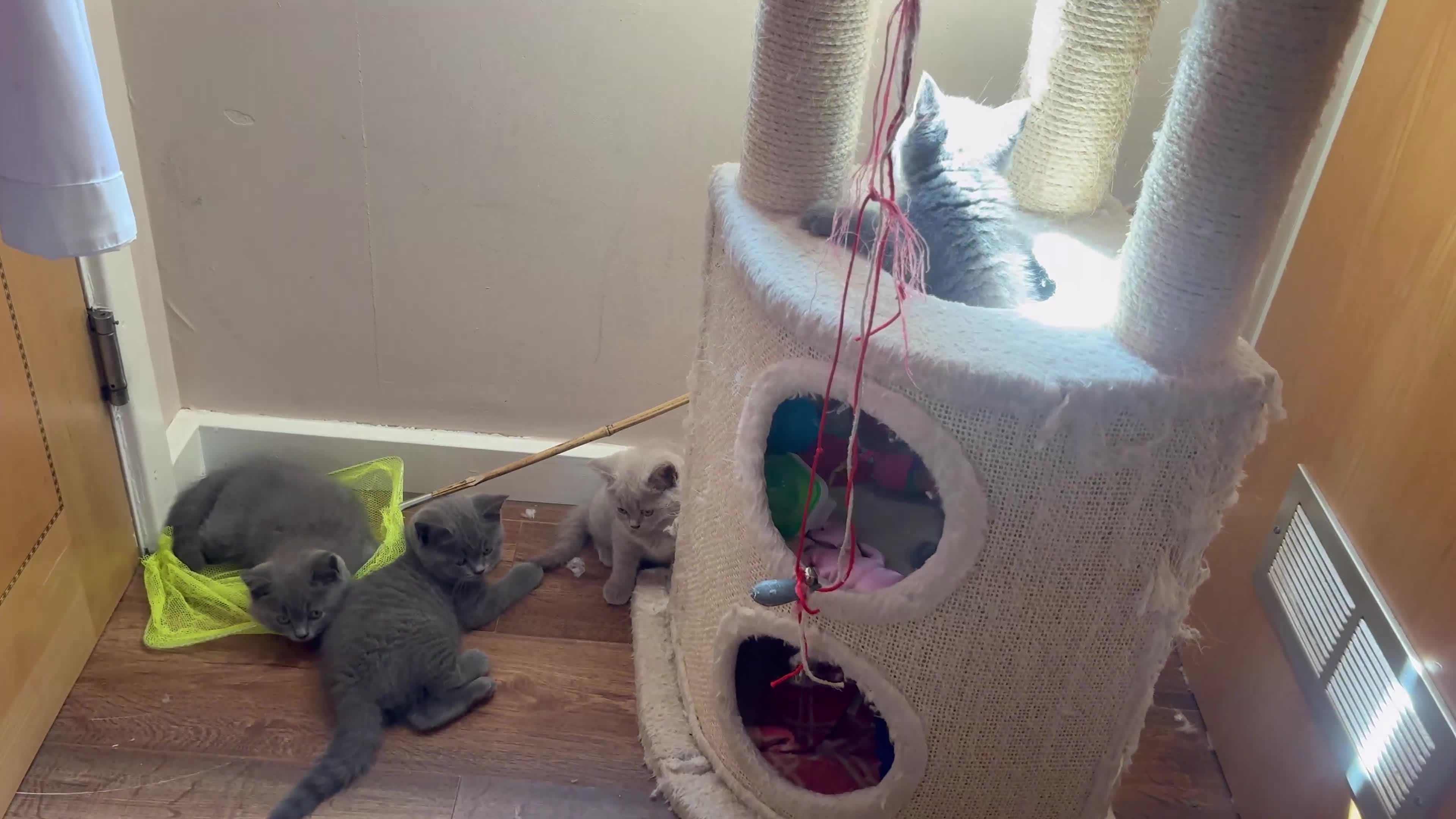 British Shorthair cats for sale: BSH Blue, White rare, Cream, Grey adorable kittens - Video 3