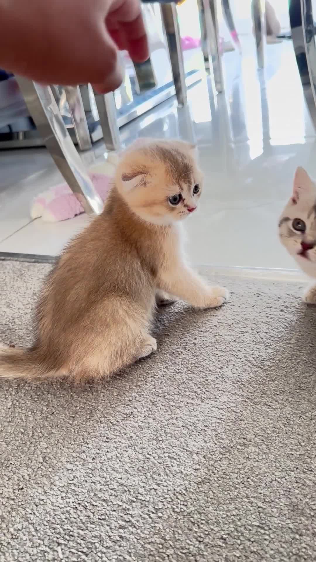 Scottish Fold cats for sale: Full Pedigree Beautiful Scottish Fold Kittens tica - Video 3