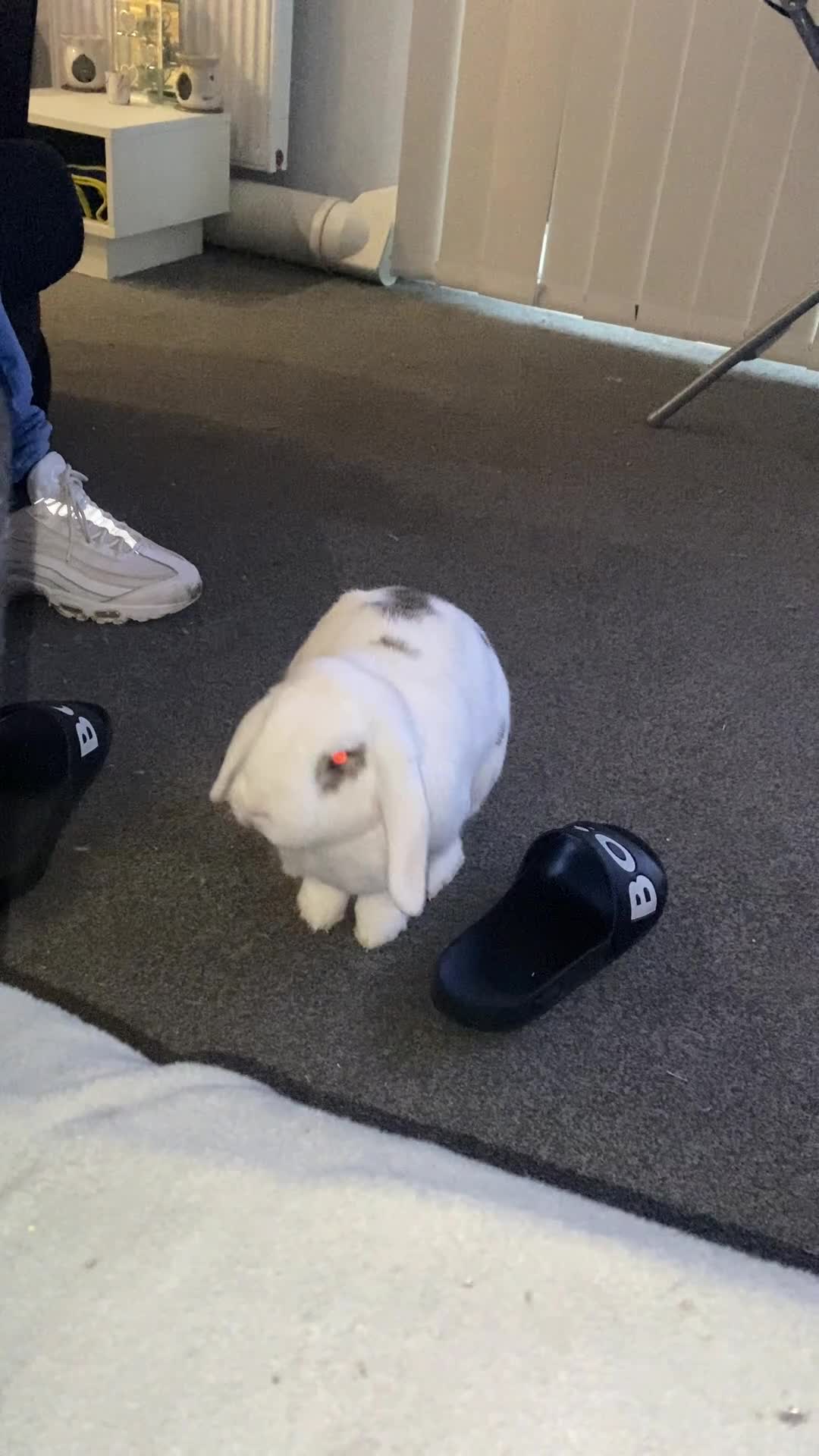 English Lop rabbits for sale: Sadly need to rehome my rabbit  in Chelmsford - Video 1