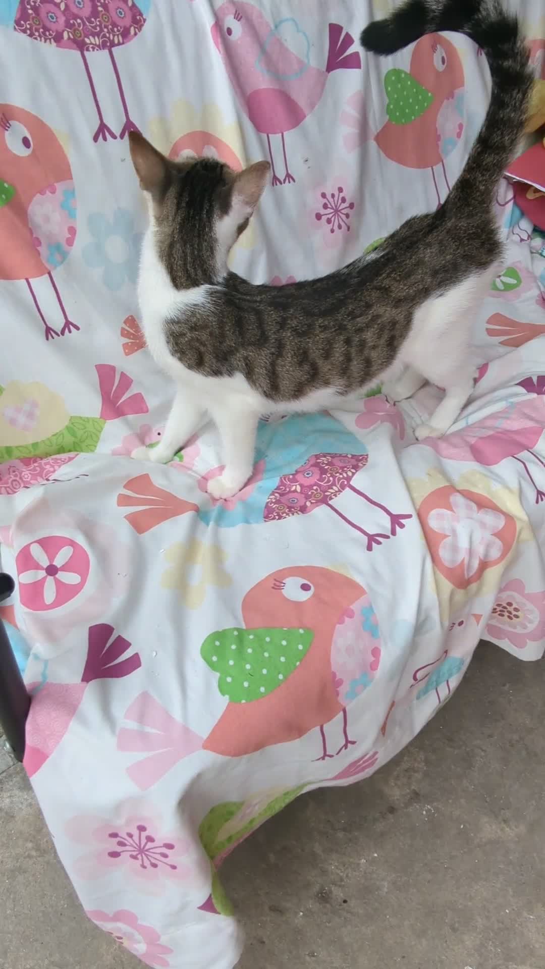 Domestic Shorthair cats for sale: Caring, Friendly 1-Year-old cat- Ready to Rehome - Video 1
