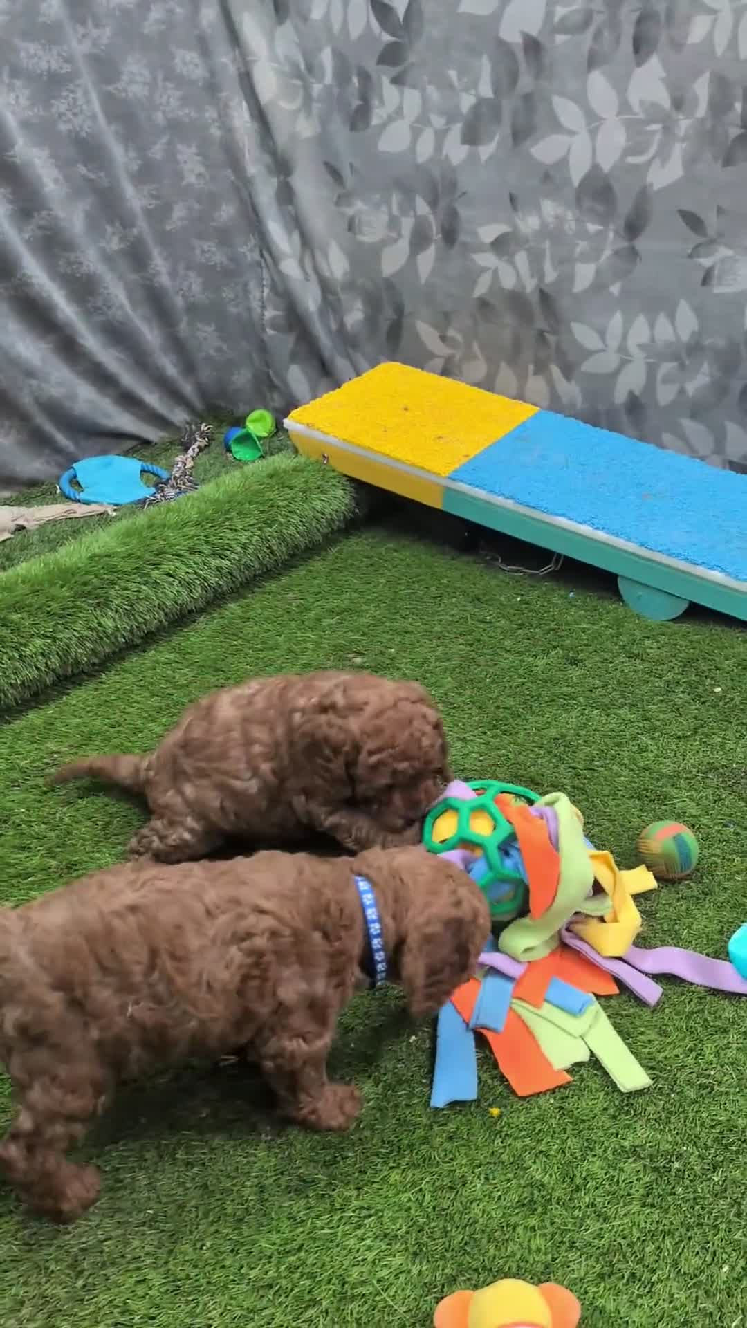 Cockapoo dogs for sale: Beautiful F1B Cockapoos - Video 1