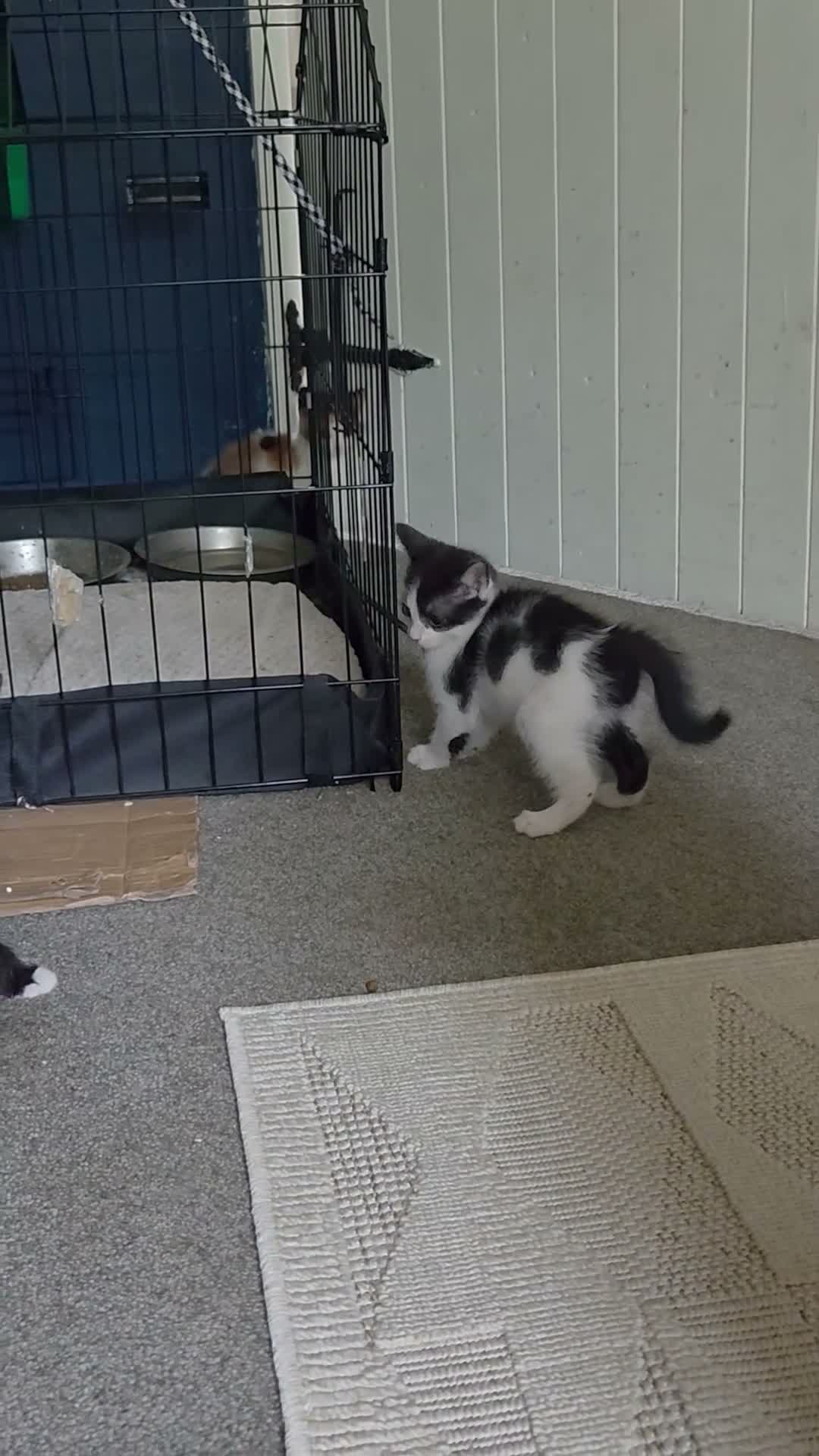 Mixed Breed cats for sale: 2 left - Video 2