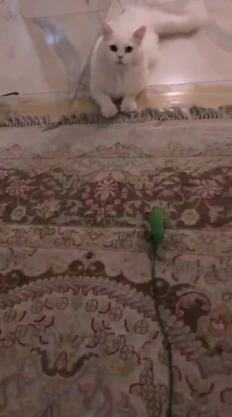 Mixed Breed cats for adoption: LAITH - MIX PERSIAN HAPPY PERSONALITY BOYNEUTERED  - Video 3