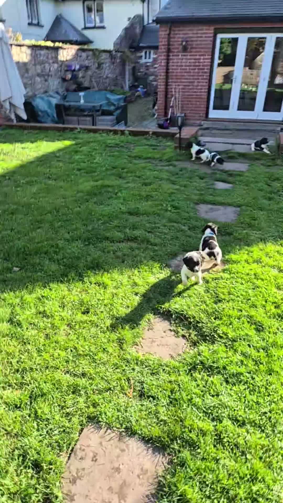 English Springer Spaniel dogs for sale: Springer spaniel puppies in Usk - Video 1