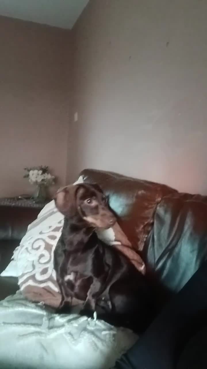 Dachshund dogs for sale: 3 year old little girl  - Video 1