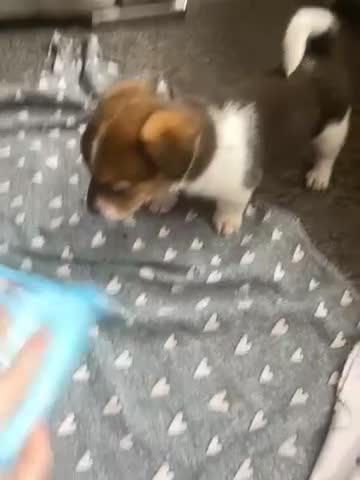 Jack Russell dogs for sale: True miniature Jack Russell pups - Video 1
