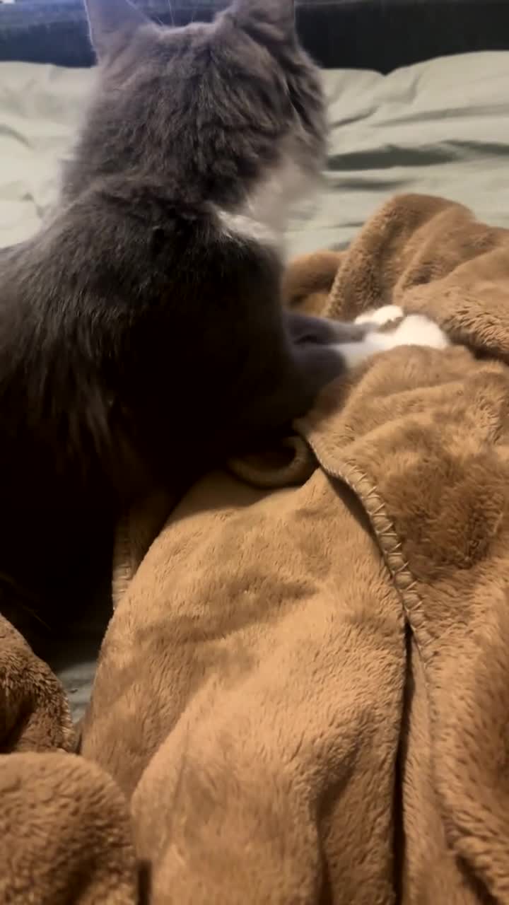 Maine Coon cats for sale: Maine coone male  - Video 2