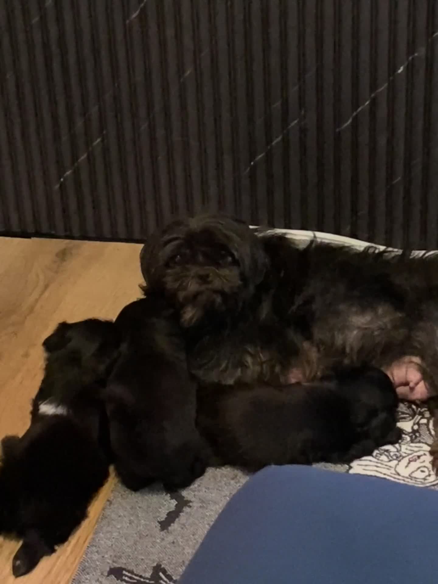 Shih Tzu dogs for sale: 4 Beautiful Shih-Tzu  - Video 2
