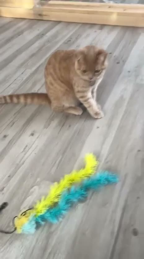 British Shorthair cats for sale: Stunning Male British Shorthair Kitten – Biscoff - Video 2