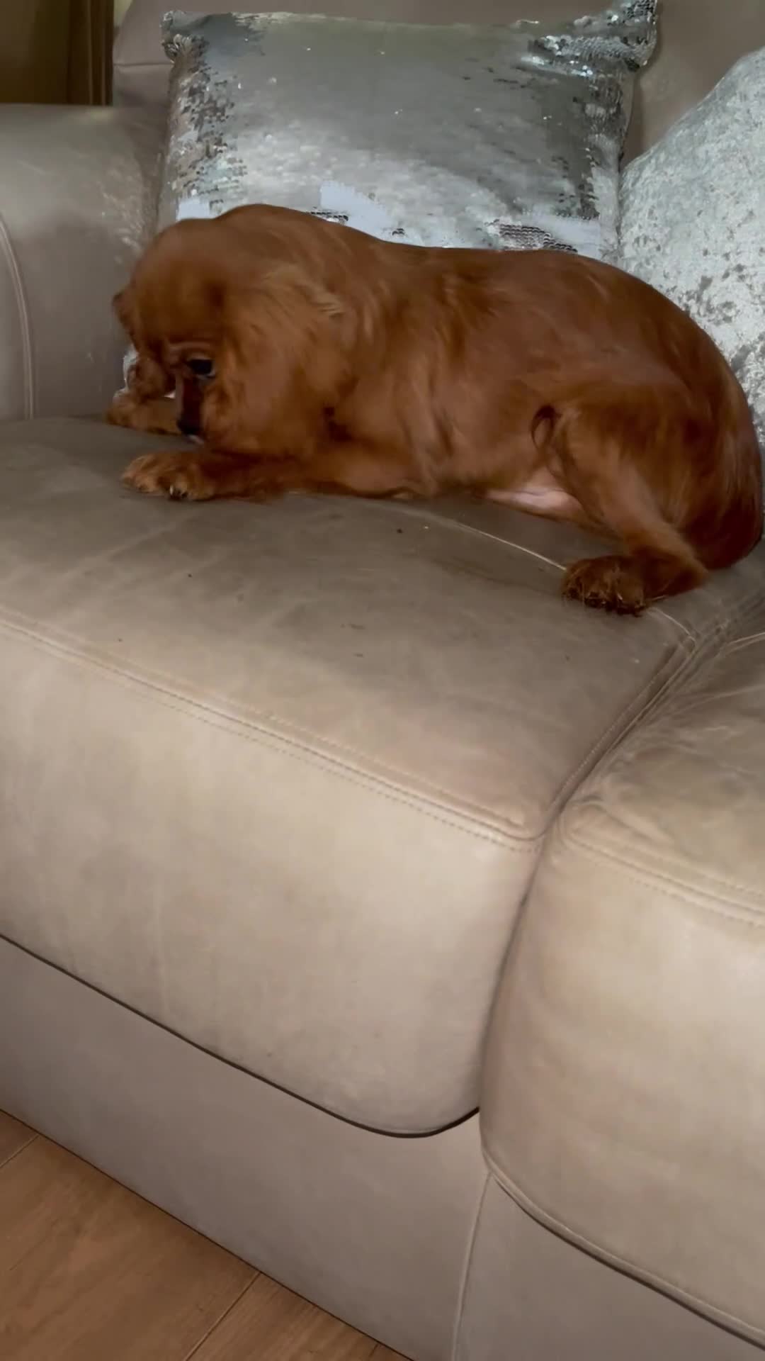 Cavalier King Charles Spaniel dogs for sale: Cavalier Ruby red male KC Registered - Video 1