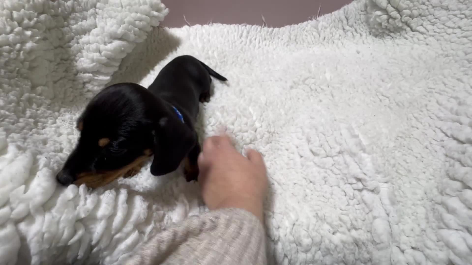 Dachshund dogs for sale: 5 gorgeous Dachsund puppies - Video 1